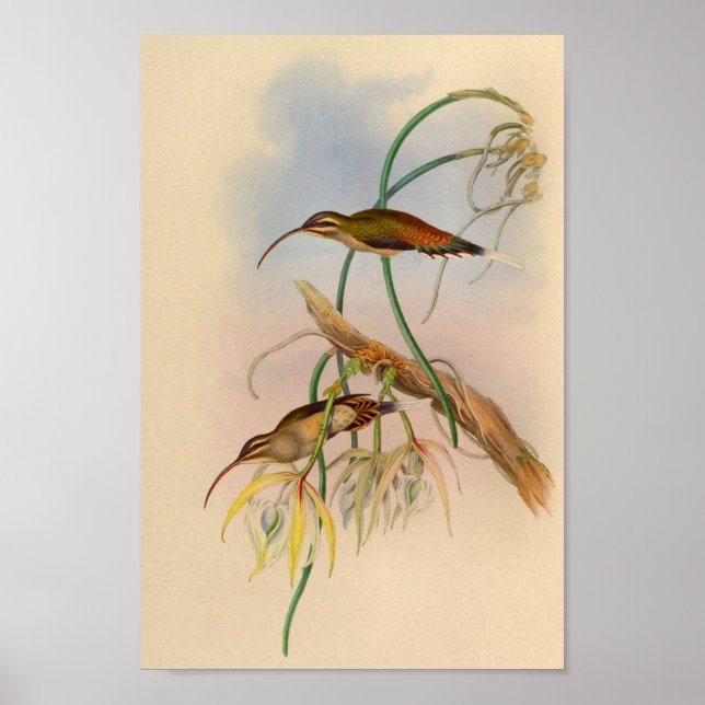 Vintag 1861 Hummingbird Print Blume Poster (Vorne)
