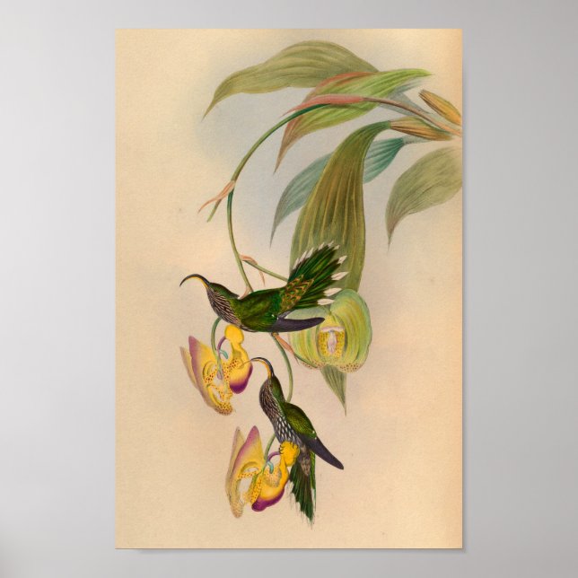 Vintag 1861 Hummingbird Print Sickle Billed Poster (Vorne)