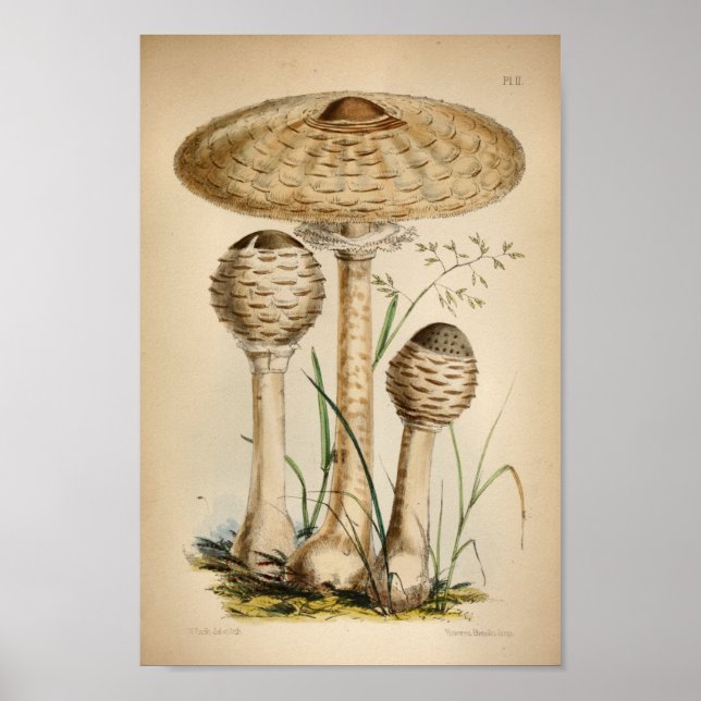 Vintag 1863 Gemeinsame weiß gekleidete Pilze Kunst Poster (Vorne)