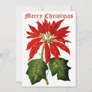 Vintag 1867 Poinsettia Weihnachten