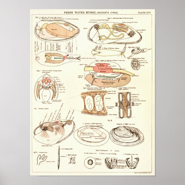 Vintag 1881 Süßwassermuschel Anatomie Printwerbung Poster (Vorne)