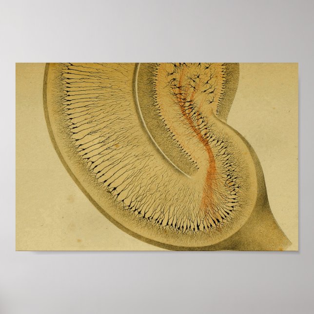 Vintag 1886 Nerven des Zentralnervensystems Poster (Vorne)