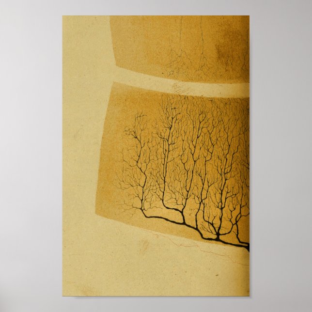 Vintag 1886 Nerven des Zentralnervensystems Poster (Vorne)