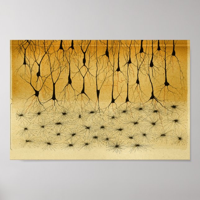 Vintag 1886 Nerven des Zentralnervensystems Poster (Vorne)