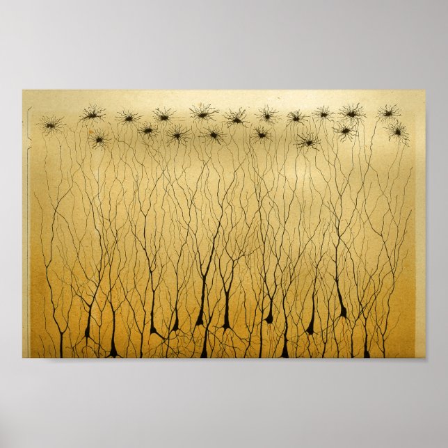 Vintag 1886 Nerven des Zentralnervensystems Poster (Vorne)