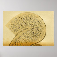 Vintag 1886 Nerven des Zentralnervensystems