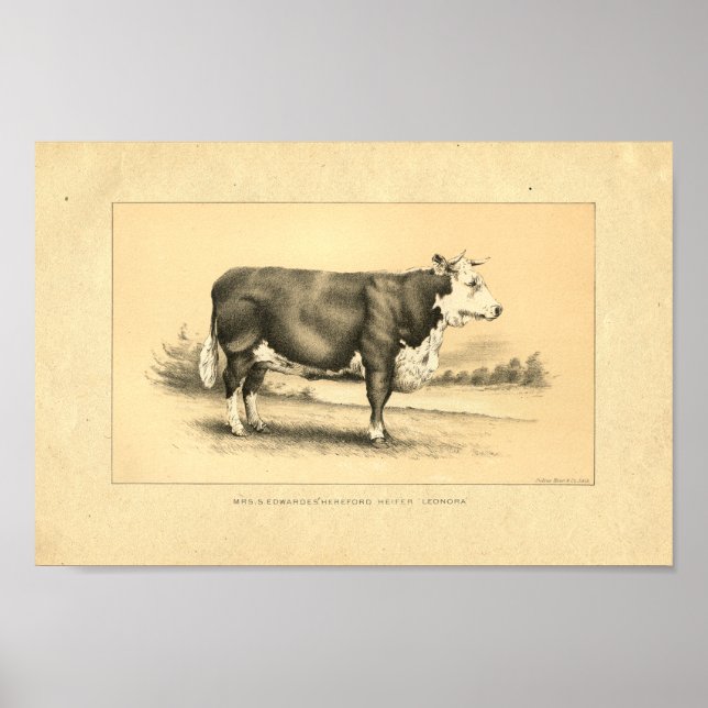 Vintag 1888 Bull Print Poster (Vorne)