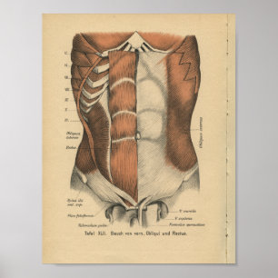 Vintag 1888 deutsche Anatomie Druckabdominen Muske Poster