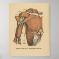 Vintag 1888 deutsche Anatomie Druckkastenmuskeln