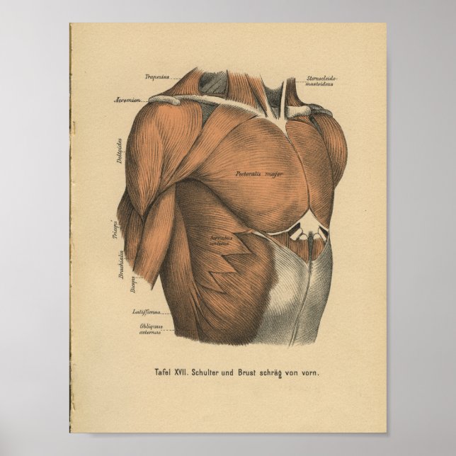 Vintag 1888 deutsche Anatomie Druckkastenmuskeln Poster (Vorne)