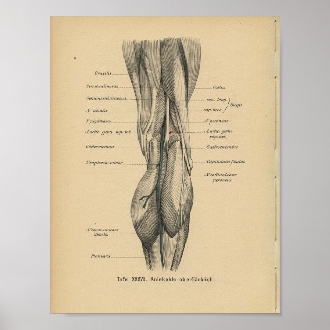 Vintag 1888 Deutsche Anatomie Druckkniebeuge Poster (Vorne)