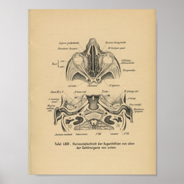 Vintag 1888 Deutsche Anatomie Druckkugel Augen Poster (Vorne)