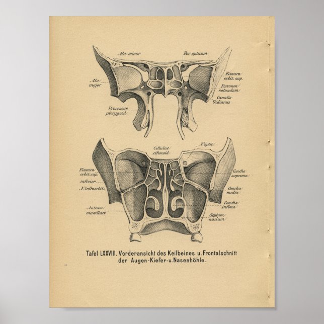 Vintag 1888 Deutsche Anatomie DruckSinuses Poster (Vorne)