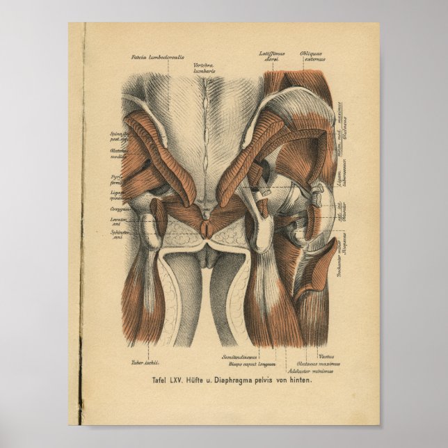 Vintag 1888 deutsche Anatomie Print Beckenmuskeln Poster (Vorne)