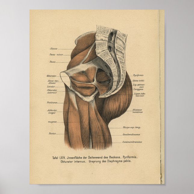 Vintag 1888 deutsche Anatomie Print Beckenmuskeln Poster (Vorne)
