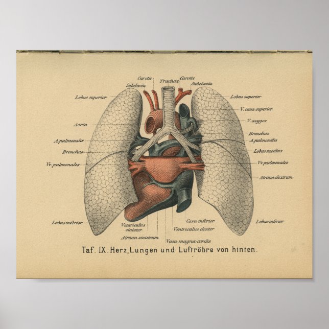 Vintag 1888 Deutsche Anatomie Print Heart Lungs Poster (Vorne)