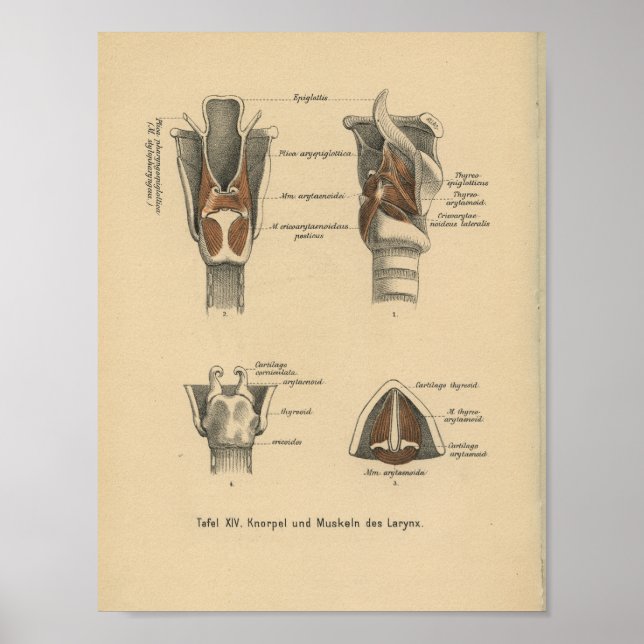 Vintag 1888 Deutsche Anatomie Print Larynx Poster (Vorne)
