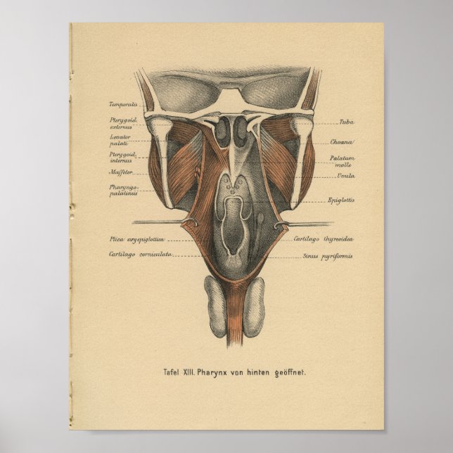 Vintag 1888 Deutsche Anatomie Print Pharynx Poster (Vorne)