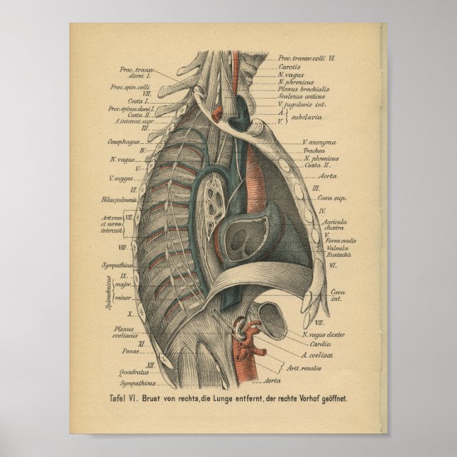 Vintag 1888 deutsche Anatomie Print Thoracic Poster (Vorne)