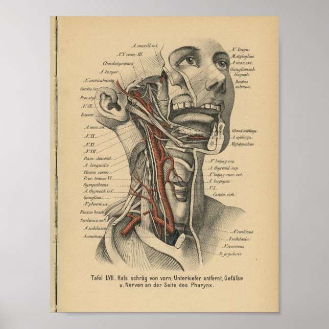 Vintag 1888 deutscher Anatomie Druckfass Neck Poster (Vorne)