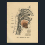 Vintag 1888 deutscher Anatomie Print Neck Poster<br><div class="desc">1888 Anatomie in deutscher Sprache. Vintage anatomische Illustration des Handatlas der Anatomie von Henke. Querschnitt von Nacken und Schädel mit Nasennebenhöhlen. Medianschnitt des phayrnx</div>