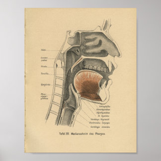 Vintag 1888 deutscher Anatomie Print Neck Poster