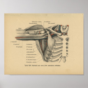 Vintag 1888 deutscher Anatomie - Schulterarm Poster