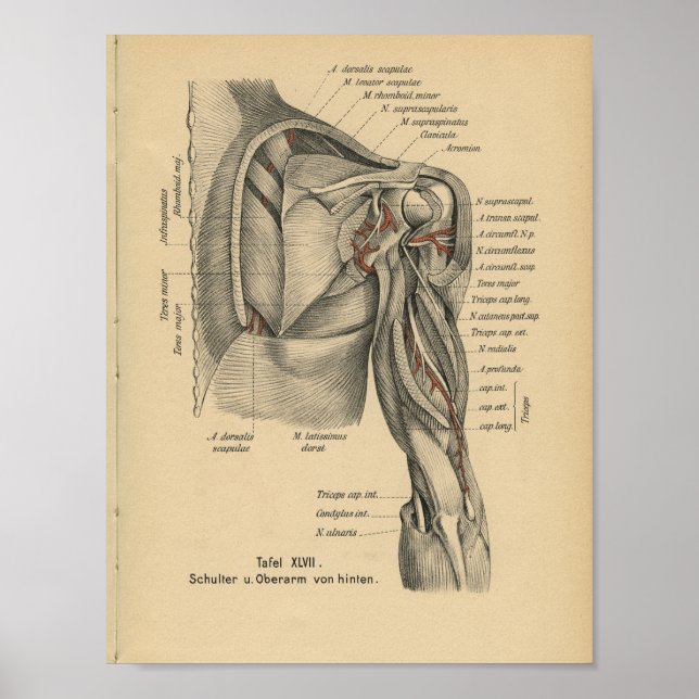 Vintag 1888 deutscher Anatomie - Schulterarm Poster (Vorne)