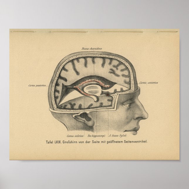 Vintag 1888 Deutsches Anatomie Druckkopf-Gehirn Poster (Vorne)