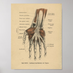 Vintag 1888 Handgelenk für Anatomie Poster