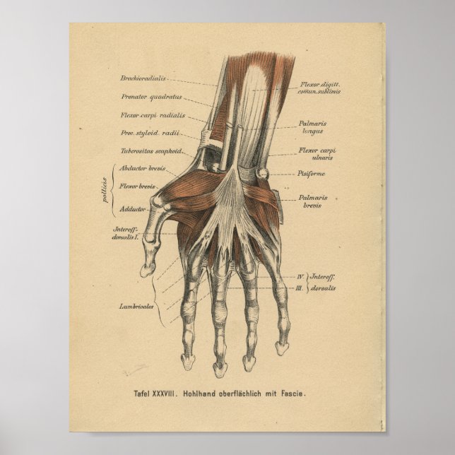 Vintag 1888 Handgelenk für Anatomie Poster (Vorne)
