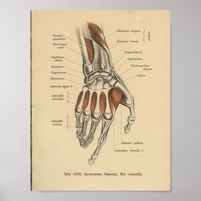 Vintag 1888 Handgelenk für Anatomie Poster (Vorne)