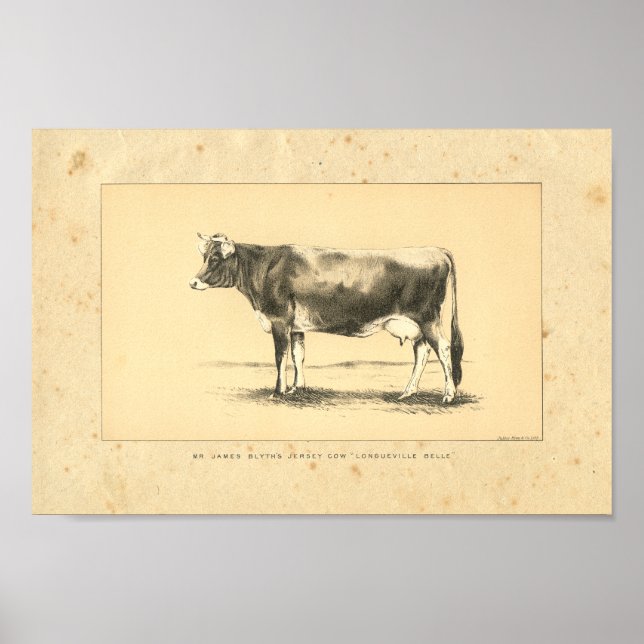 Vintag 1888 Jersey Cow Print Poster (Vorne)