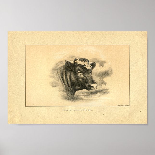 Vintag 1888 Shorthorn Bull Print Poster (Vorne)