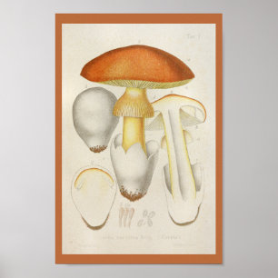 Vintag 1899 Pilze Orange Yellow Art Print Poster