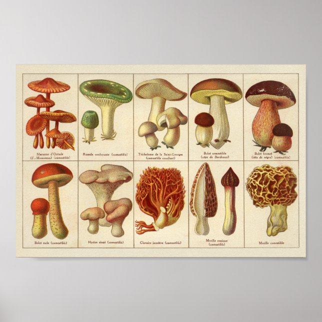 Vintag 1900 Mushroom Variety Green Brown Print Poster (Vorne)