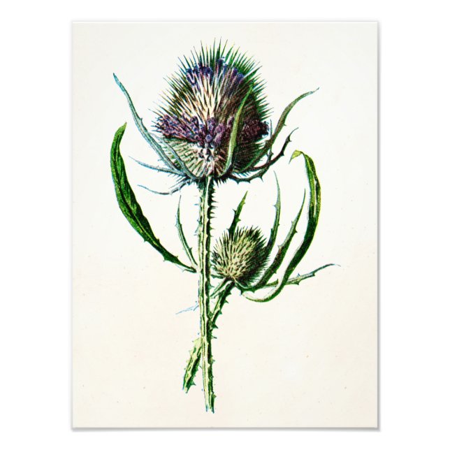Vintag 1902 Old Scottish Thistle Wild Blume Fotodruck (Vorne)