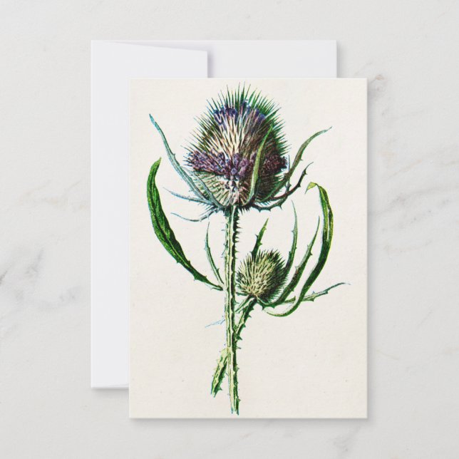 Vintag 1902 Old Scottish Thistle Wild Blume Karte (Vorderseite)