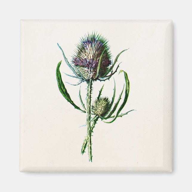 Vintag 1902 Old Scottish Thistle Wild Blume Magnet (Vorne)