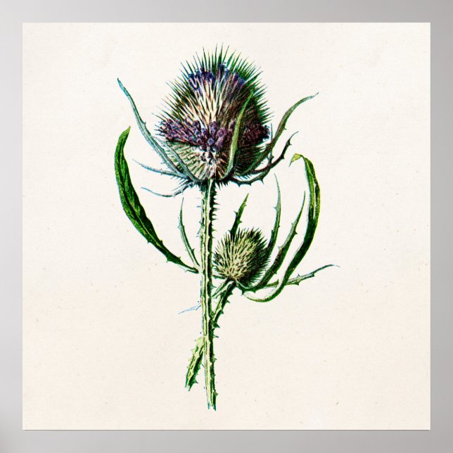 Vintag 1902 Old Scottish Thistle Wild Blume Poster (Vorne)