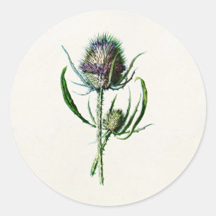Vintag 1902 Old Scottish Thistle Wild Blume Runder Aufkleber