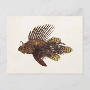 Vintag 1905 Lionfish Scorpionfish Retro Löwenfisch Postkarte