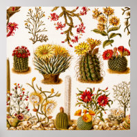 Vintag 1911 Kaktus Blume Alte BlumenIllustration