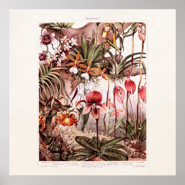 Vintag 1911 Orchid Blume Variety Illustration Poster (Vorne)