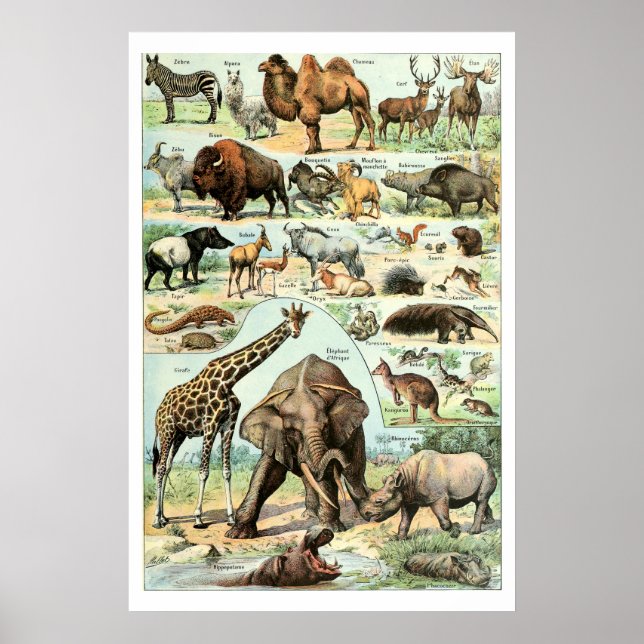 Vintag 1922 Wildtiere Poster (Vorne)