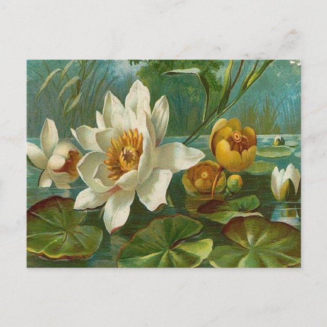 Vintag, aquatische Blume, Ehefrau Geburtstag Postkarte (Vorderseite)
