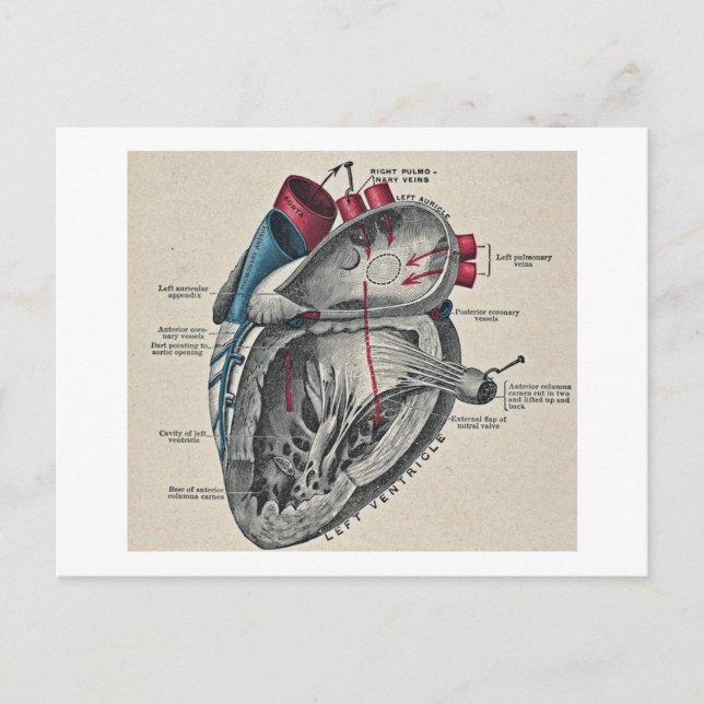 Vintag Art Anatomisches Herzdiagramm - Wissenschaf Postkarte (Vorderseite)