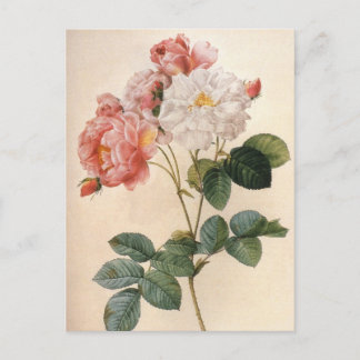 Vintag Art Pink Rose Blume Postkarte