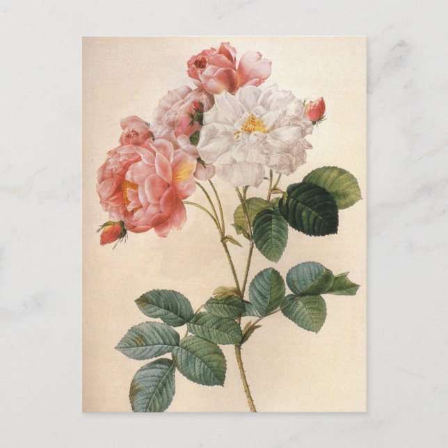 Vintag Art Pink Rose Blume Postkarte (Vorderseite)