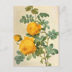 Vintag Art Yellow Rose Postkarte